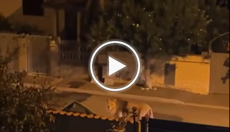 Roma, leone fuggito dal circo in giro per la città: “Massima attenzione” – IL VIDEO è virale